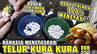 TETASIN TELUR KURA KURA DIATAS AIR ??? ALTERNATIF MEDIA INKUBATOR TELUR REPTILE !!!