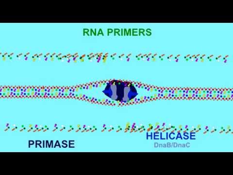 Video: Hoeveel RNA-primers zijn er nodig op de leidende streng?