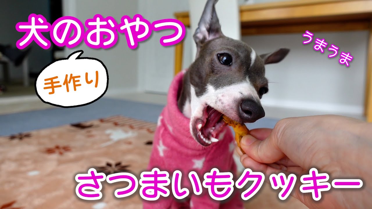 材料2つ 簡単にできる犬のおやつを作ってみた 犬用さつまいもクッキー Diy Sweet Potato Dog Treats Youtube 材料2つ 簡単にできる犬のおやつを作ってみた 犬用さつまいもクッキー Diy Sweet Potato Dog Treats Youtube
