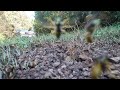 Yellow Jacket Nest Frenzy