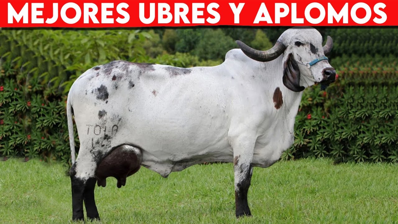 🔴 Vacas Lecheras Mejores Ubres Y Aplomos, Con La TRIHIBRIDACION ✅ Gado Leitero