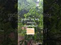 ഇത്തവണ നാട്ടിലെ മഴ കിട്ടി 🌧🌂 #rainyday #australianmalayali #malayalivlogger #malayalamshorts