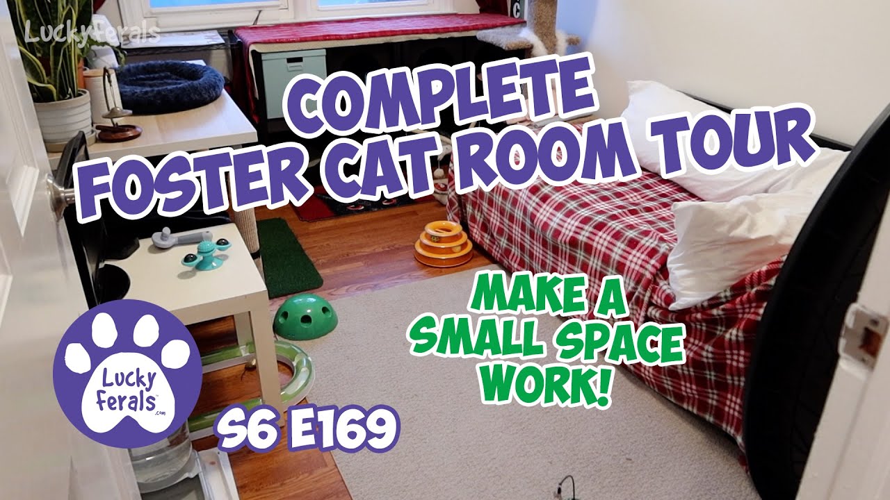 Foster Cat Room Tour, Small Space Setup S6 E169 Kittens, TNR