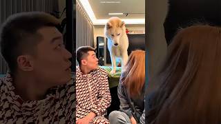 Dogs Reveal Who They Love Most ❤️🐶 #Shorts #bts #shortsfeed