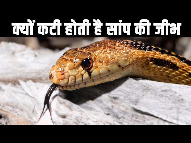 Deep Look, Why Do Snakes Have Forked Tongues?, Season 10, Episode 6