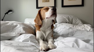 Sleepy beagle doesn't want to get up, even after 9:30 am