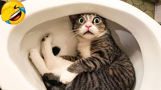 Funniest Animals 2023 😂 Funny Cats and Dogs Videos 😹😆🐶 Part 527 by Gatos Graciosos 171,213 views 6 months ago 20 minutes