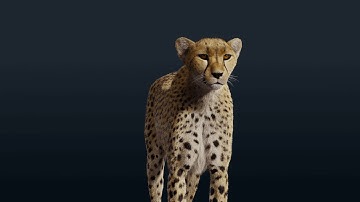 CGI 3D Animated Animal in Blender | Running Cheetah Showreel | VFX Grace