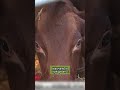 В Оршанском районе растят будущую белорусскую красную корову