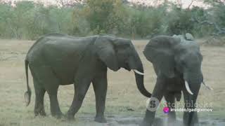 The Rainbow Kingdom: Exploring Homosexuality in the Animal Kingdom