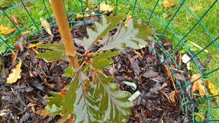 Quercus petraea 'Purpurea' dub zimní drnák