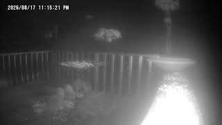 Archive Files of Birdbath Cam Compilation 20260819