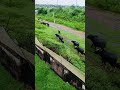 🌲🌲Tamil melody song🕊️🌲🐦cute video short🕊️🌲🐦🕊️🌲🐦