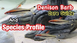 Denison Barb (Roseline Shark) Care Guide, Breeding, and Species Profile!