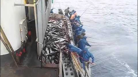 Câu cá ngừ quá dễ luôn - fishing tuna easy