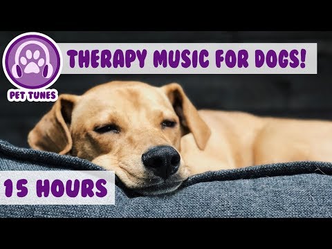 How to Relax my Dog in my House! New Calming Music Has Helped Over 4 Million Pets - Pet Therapy