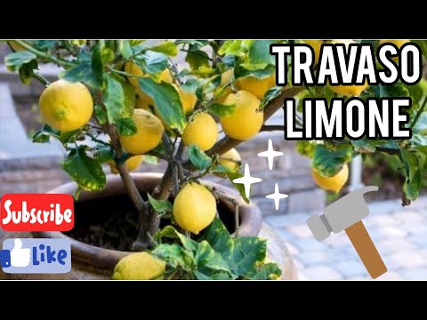 GUIDA AL TRAVASO PIANTA DI LIMONE metodo semplice ed efficace