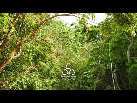 Sons da natureza e das cigarras - Sítio dos Anjos - Itamonte MG