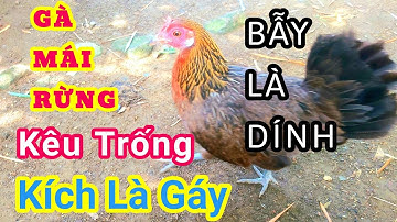 #gàrừngmái #gàmáirừng Tiếng gà rừng mái gọi trống | tiếng gà mái rừng kêu | gà mái rừng gọi trống