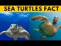 Did you know these 10 amazing facts about sea turtles