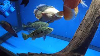 Peacock Bass Feeding Time
