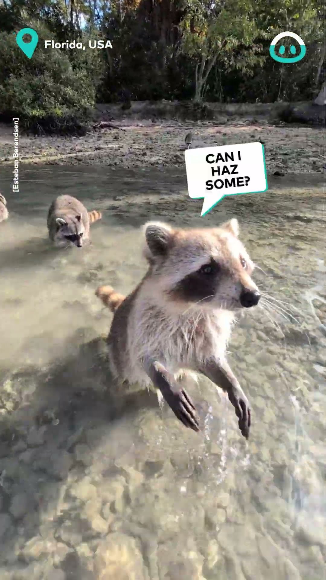 Cool Coon Chilling Spot || ViralHog
