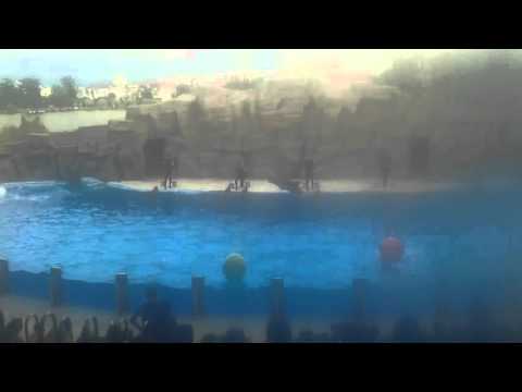 ბათუმის დელფინარიუმი