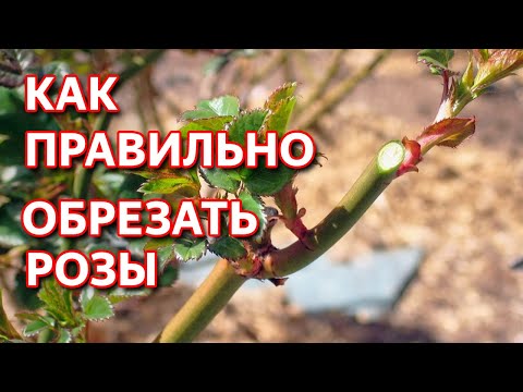 Видео: Обрезка роз - Как обрезать розы