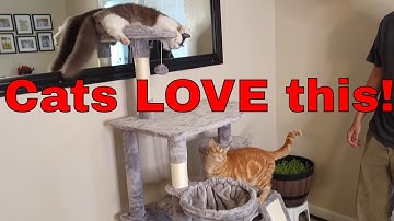 Yaheetech Cat Tree Assembly and Unboxing