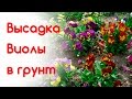 Высадка Виолы в открытый грунт