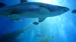 Nurse shark at the Melbourne Aquarium