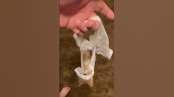 Kitten Loves Plastic Bags || ViralHog