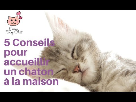 Nom De Chat En Q Male Femelle Loof 19 100 Prenoms J Aime Trop Chat Blog