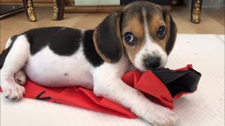 3개월 아기비글 보리 쫓아다녀보았다(강아지 vlog) Days of Baby Beagle Bori