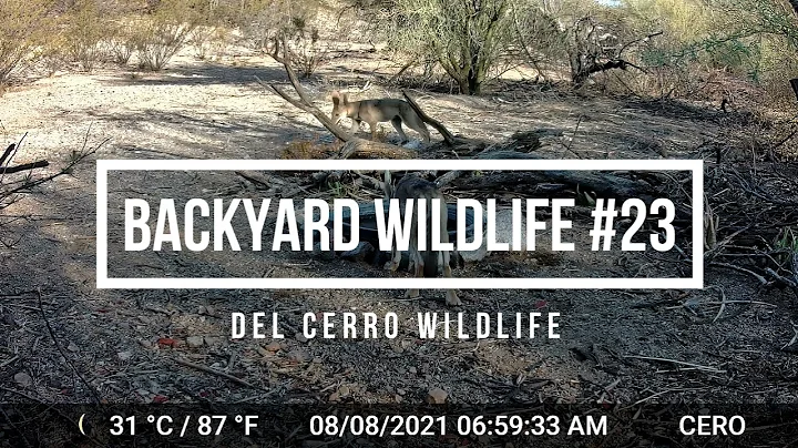 Backyard Wildlife #23 - Baby Javelinas & Coyote pups