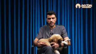 Orşit Nedir? | Kedi ve Köpeklerde Testis İltihabıyla Nasıl Başa Çıkılır?