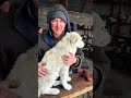 Шунка 🐶