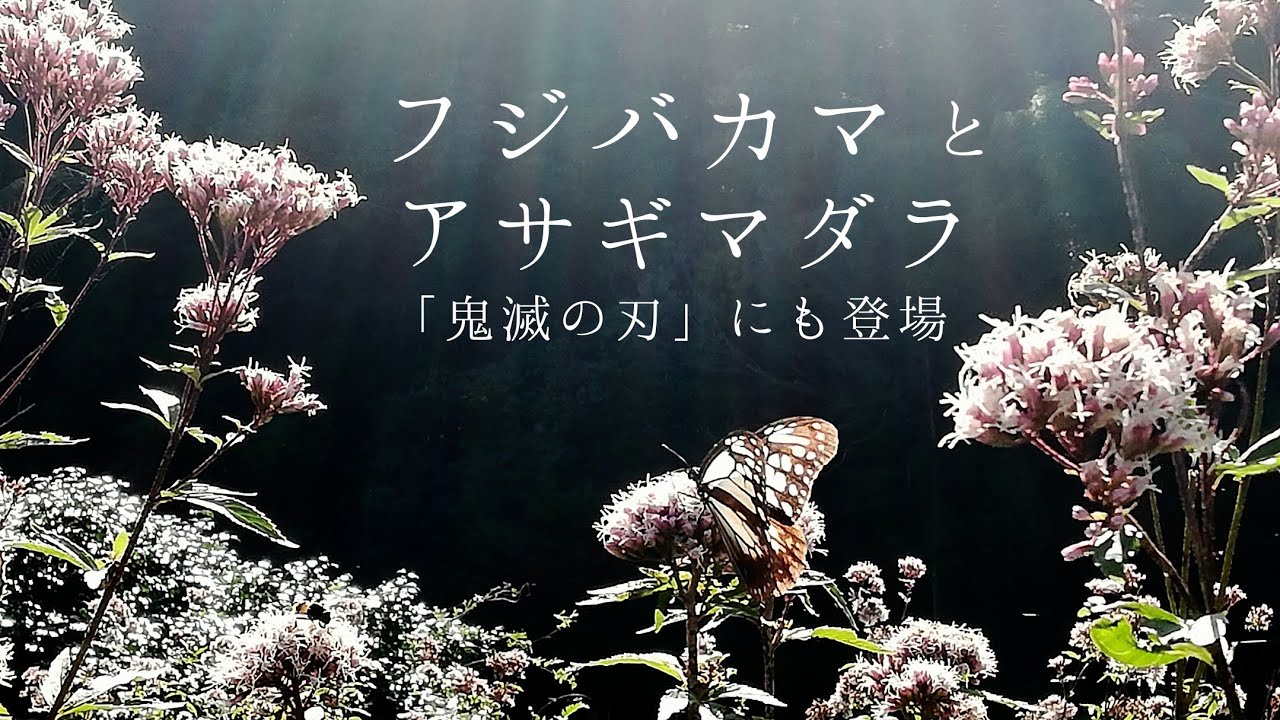 植物紹介No.114【フジバカマ・アサギマダラ】「鬼滅の刃」にも登場