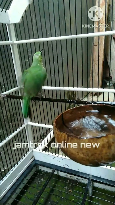 Cucak Ijo mandi di batok kelapa#shorts