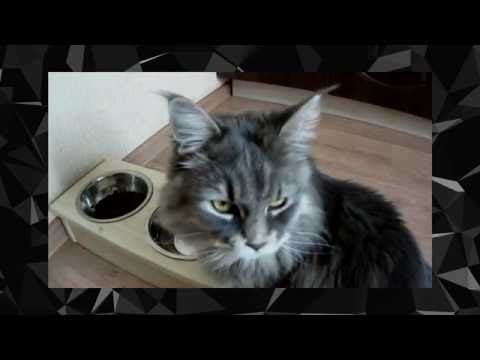 Противоугонный тест мисок для кошек