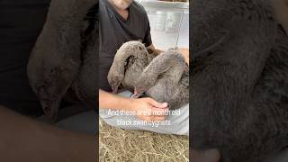 Who else has an animal that loves to sit this close like my Celeste here?🪿✨🩶  #sebastopolgeese