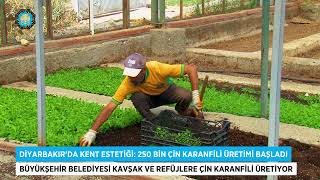 250 Bin Çin Karanfili Üretimi Başladı
