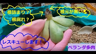 根元が黒くなった多肉ちゃんのレスキュー、他【多肉植物】　ゴールデングロー　樹氷　パラグアイエンセ・ラベンダーフォーム　ルンヨニー　エケベリア 20200925の２　Succulent_plant