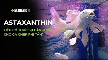 CÁ CHUYỆN | ASTAXANTHIN LIỆU CÓ THỰC SỰ CẦN THIẾT CHO CÁ CHÉP PHI TẦN?