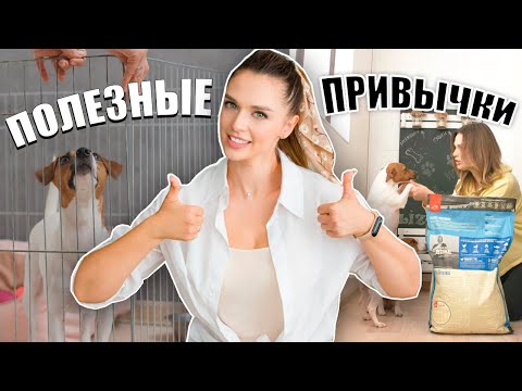 Видео: 6 полезных способов заработать деньги для приютов