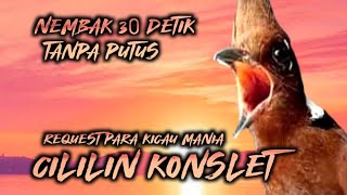 CILILIN PEDAS!!! FULL TEMBAKAN 30 DETIK TANPA PUTUS || MASTERAN MURAI BATU CUCAK IJO CENDET