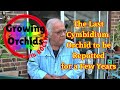 Repotting a cymbidium orchid