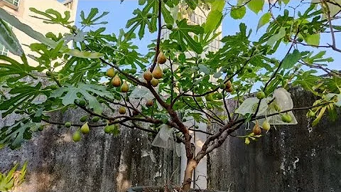 无花果徒长不结果？ 3种方法，一叶一果，高产结果多！ - 天天要闻