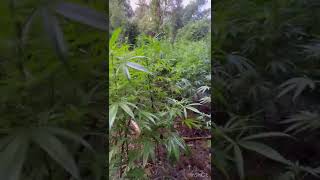 🦍Guerilla Grow Flower Time August 12th 2022🦍🔥⛽️
