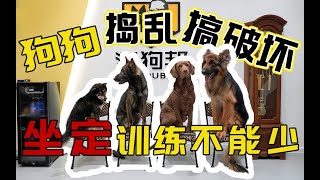 【养狗小白入门指南】如何让狗狗在家不捣乱学会这招不烦恼